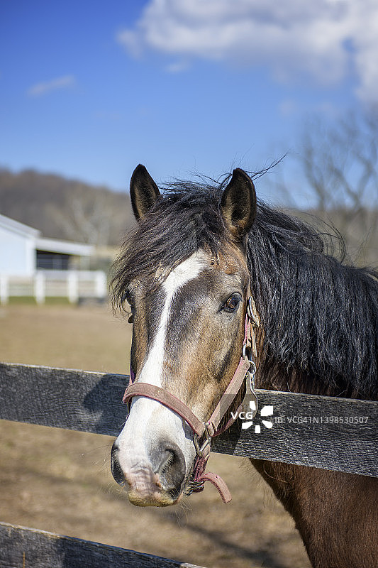 棕色马的特写镜头图片素材