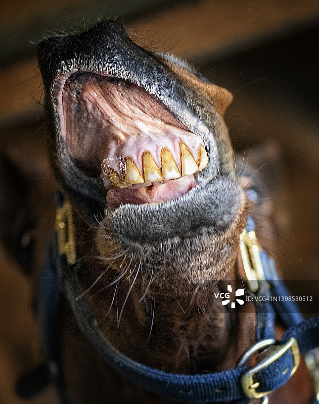 宾夕法尼亚州切斯特县的马的嘴、牙齿和牙龈的有趣特写图片素材