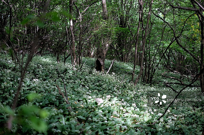 昏暗光线下生长着野蒜的森林图片素材