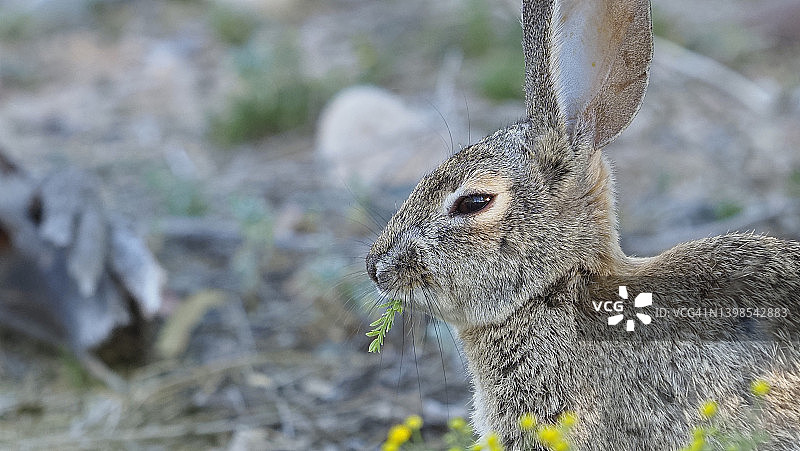 我的味蕾图片素材