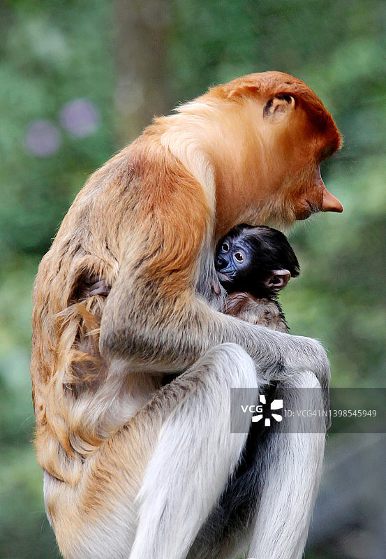 长鼻猴图片素材