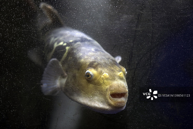 日本料理店鱼缸里的河豚图片素材