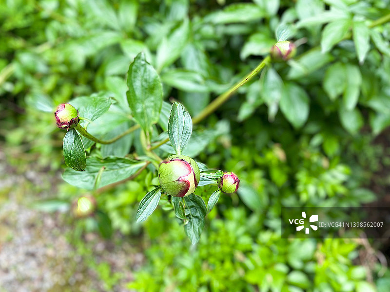 盛开的牡丹花图片素材