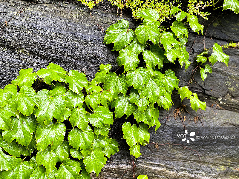 生长在天然岩石表面的波士顿常春藤图片素材
