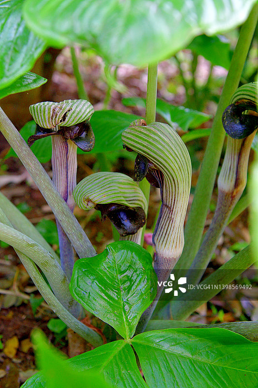 copra lily/ Arisaema ringens：花和果实图片素材
