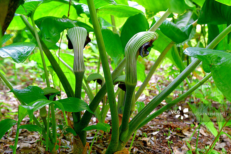 copra lily/ Arisaema ringens：花和果实图片素材