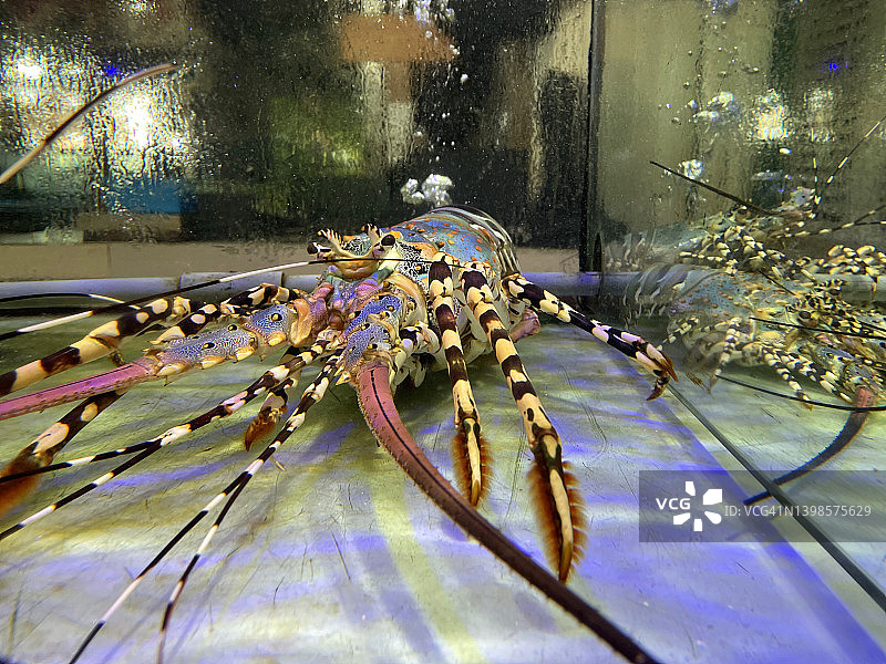 鲜活的龙虾图片素材