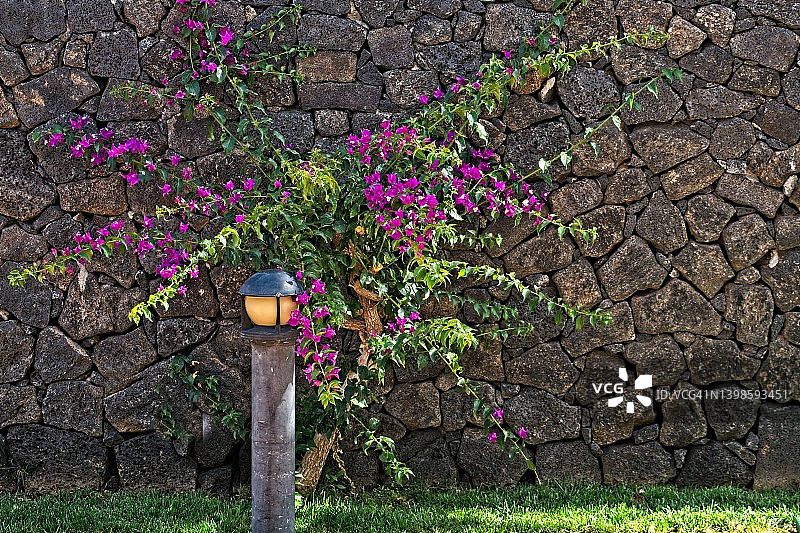 石墙边的鲜花图片素材