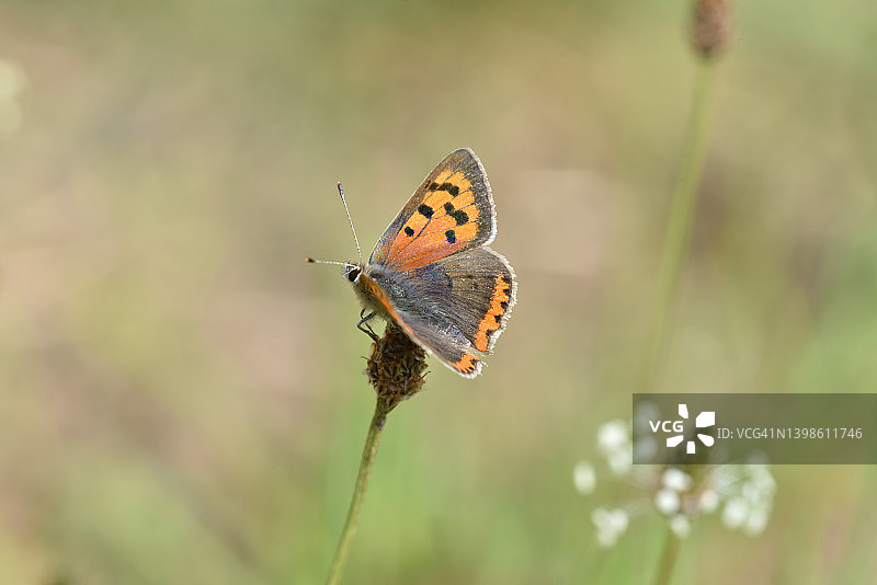 草地上的小型火蝴蝶图片素材