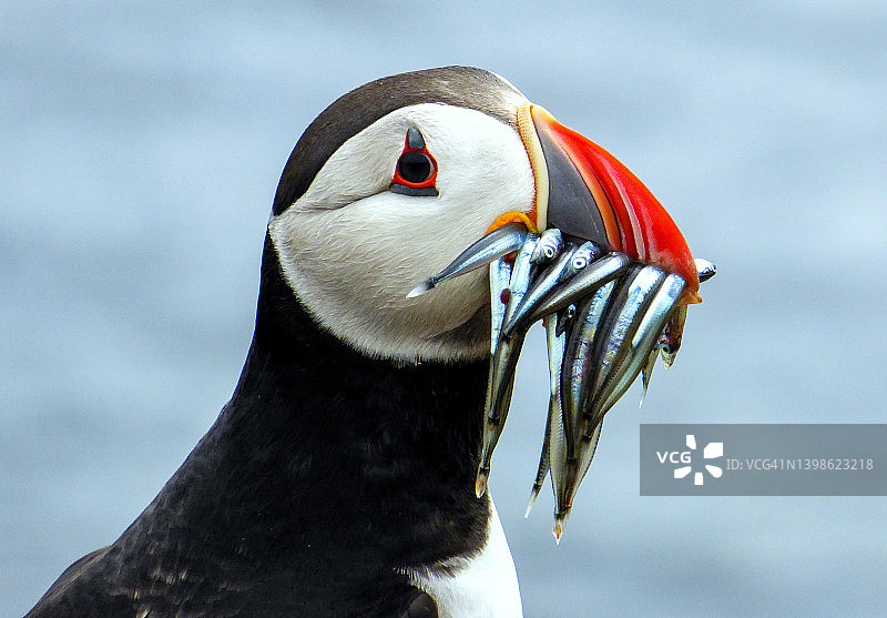 苏格兰五月岛，海鹦叼着满嘴沙鳗的肖像图片素材