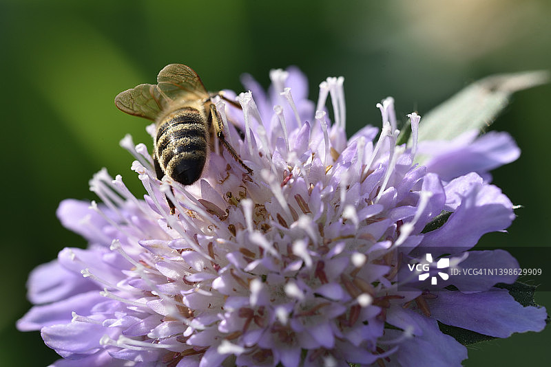 在绽放的矢车菊花上的蜜蜂图片素材