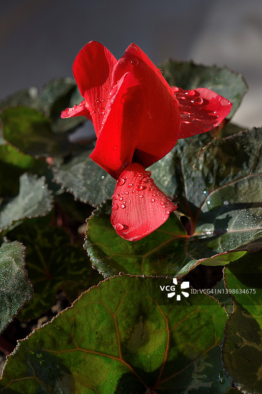 仙客来图片素材