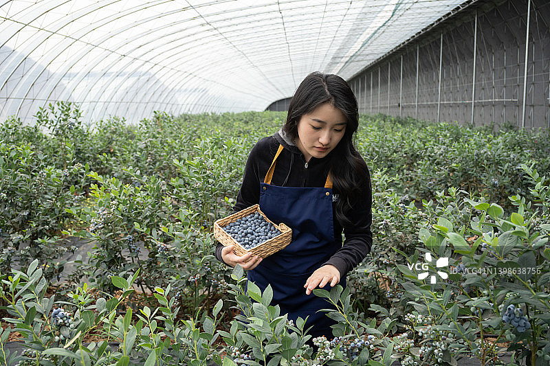 在温室里收获水果的女工图片素材
