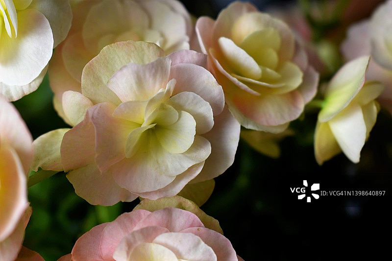 秋海棠花图片素材