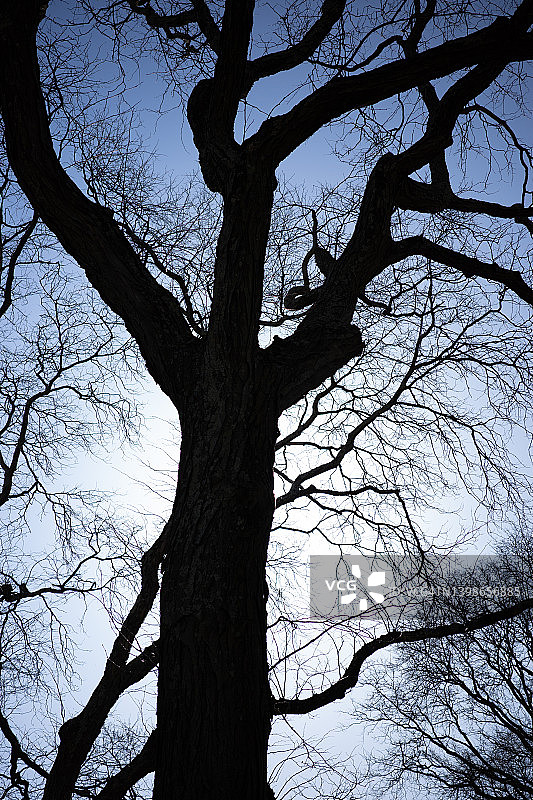 蓝天下的落叶树图片素材