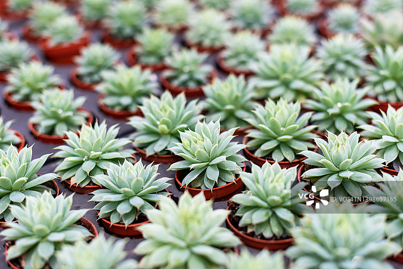 多肉植物 仙人掌 银星石莲花图片素材