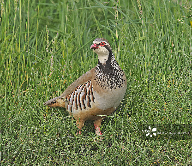 红腿石鸡[Alectoris rufa]图片素材