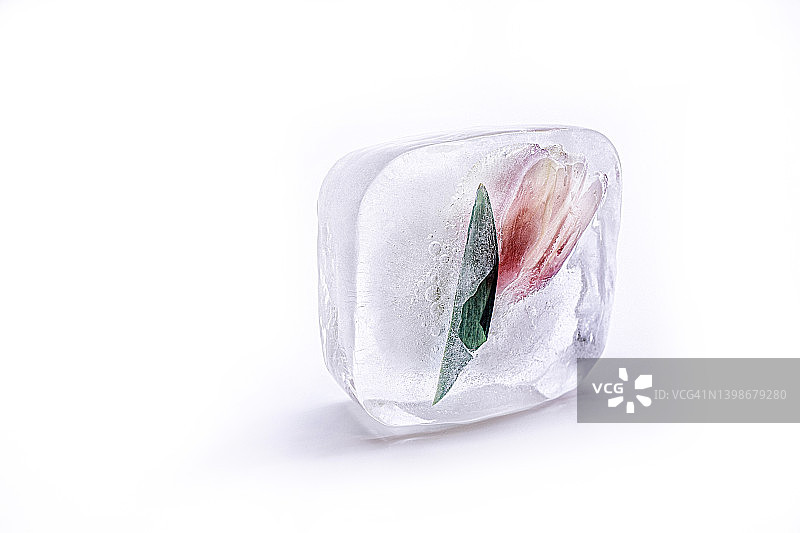 冰块中的郁金香图片素材