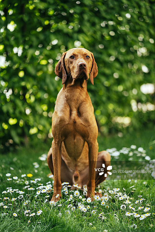 年轻的维兹拉犬在后院享受春天图片素材