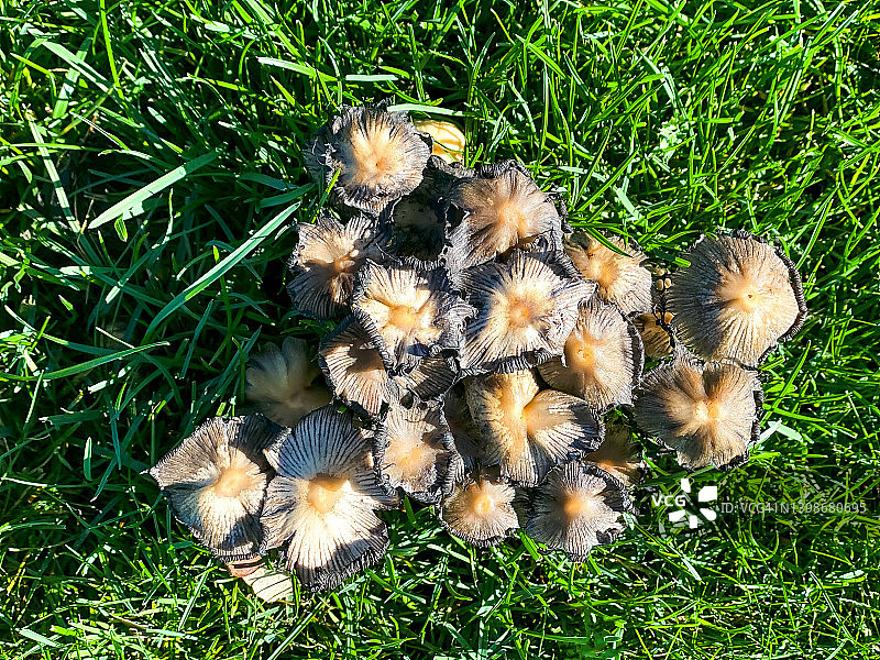 野生蘑菇簇图片素材