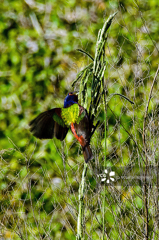 彩鹀起飞图片素材