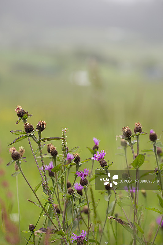 雾天里的红花图片素材