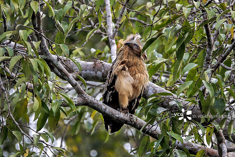 泰国美丽的鸟类——马来渔鸮图片素材