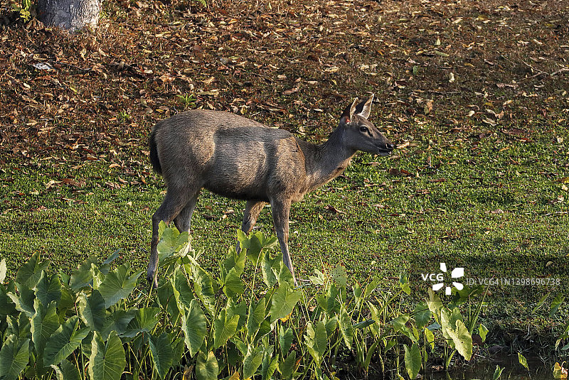 站在森林里的母鹿图片素材