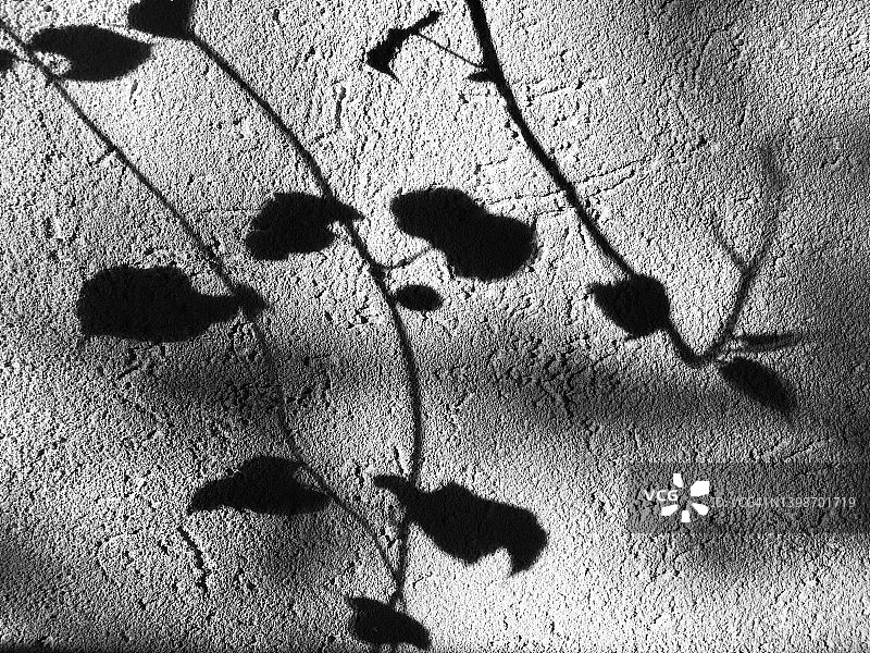 墙上的树叶阴影图片素材