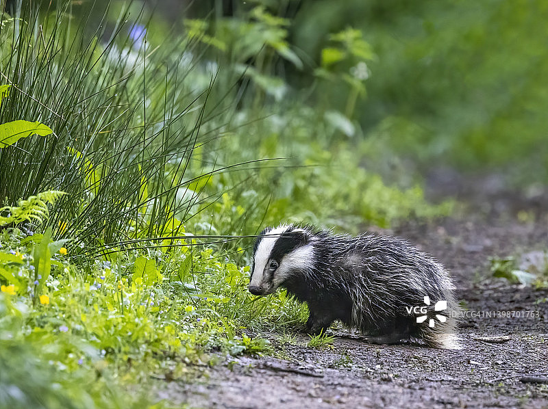 春天的獾幼崽图片素材