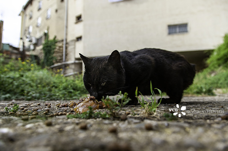 街上的黑猫图片素材