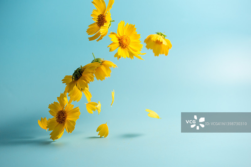 飞舞的黄色夏日花朵图片素材