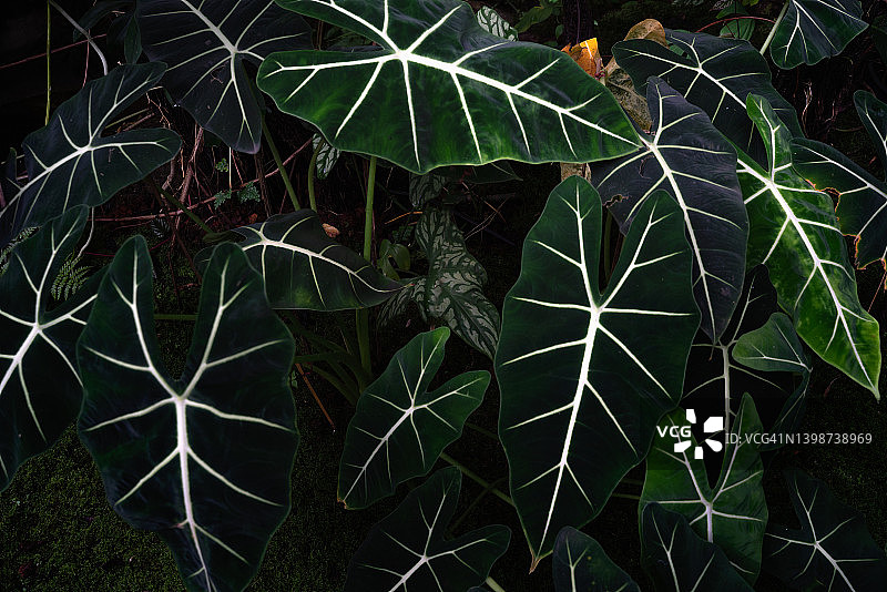 置物架下方健康生长的成熟大型海芋图片素材