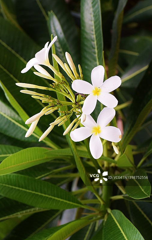 美丽芬芳的鸡蛋花图片素材