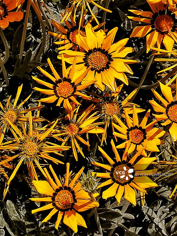 的原产地图片素材