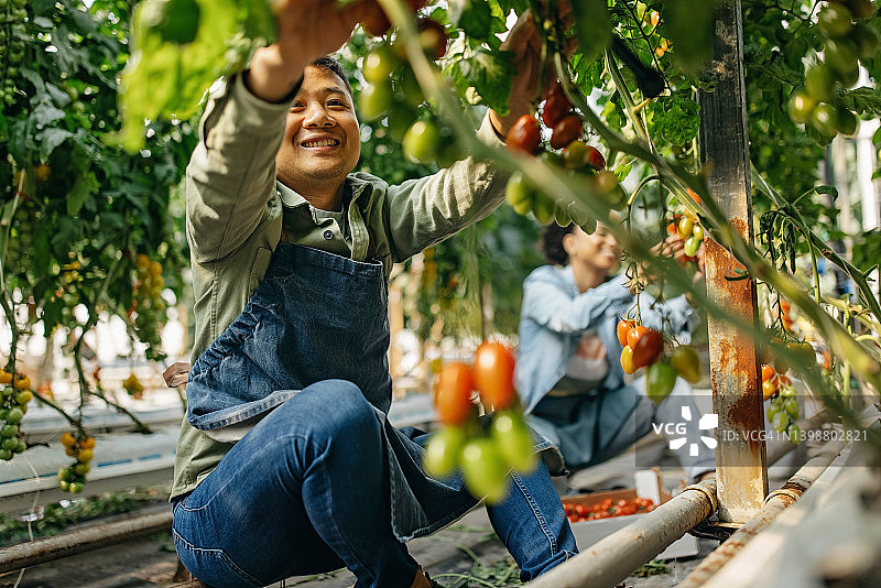 我很高兴收获它们图片素材