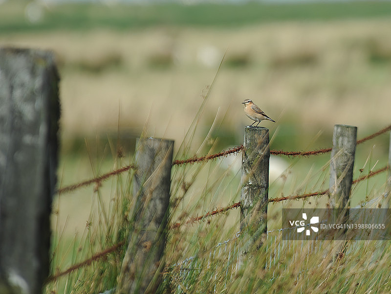 雌性白顶鵖图片素材