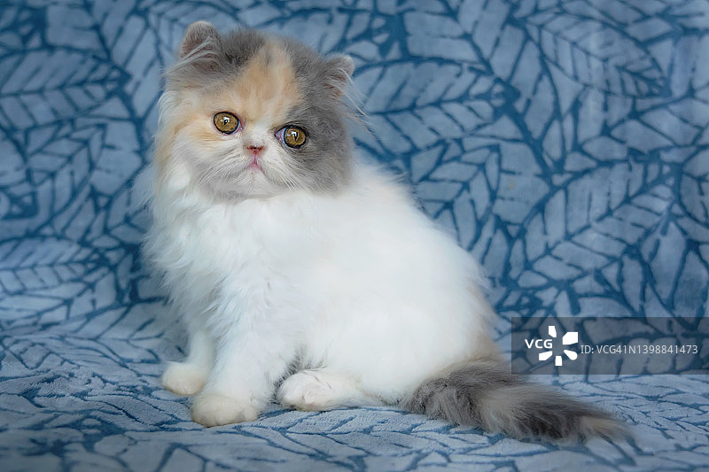 蓝色毯子上的玳瑁色波斯小猫特写图片素材