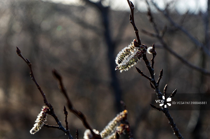 2022年卡尔加里春季1图片素材