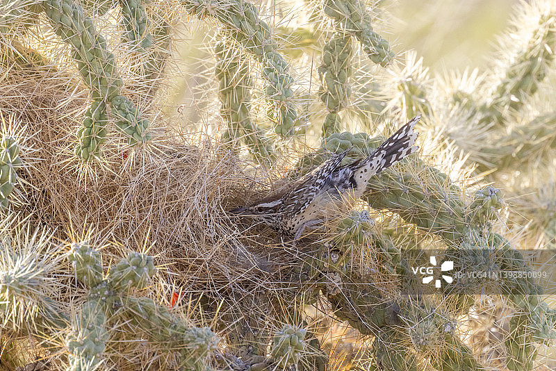 棕曲嘴鹪鹩图片素材
