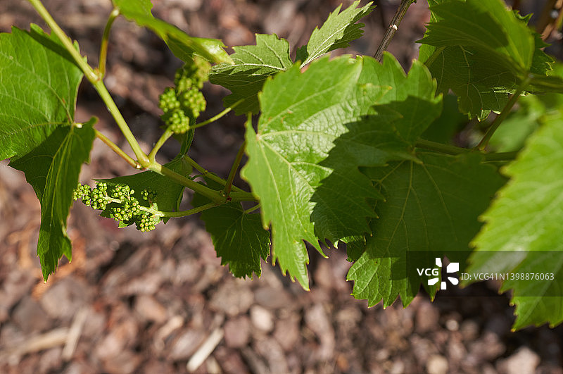 欧洲葡萄的博斯科夫荣耀花序图片素材