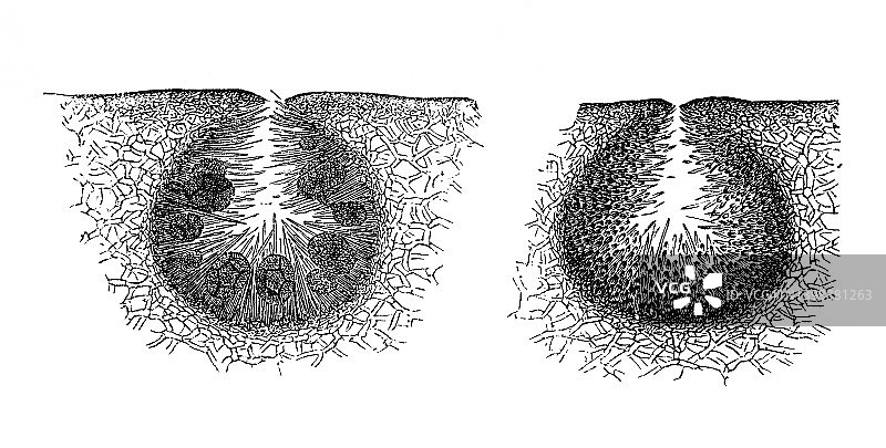 藻类古版画插图-墨角藻图片素材