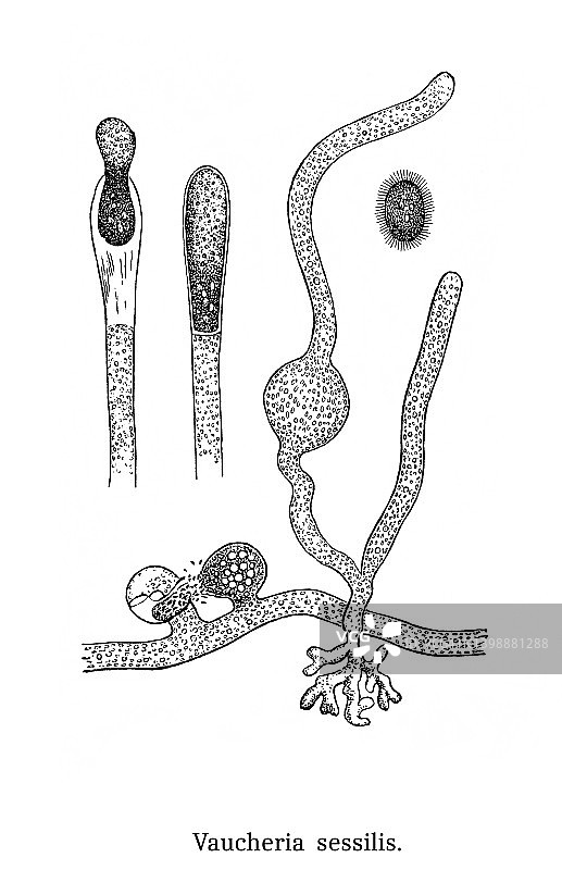 藻类旧版插图 - 黄绿色藻类，水毡（Vaucheria sessilis）图片素材