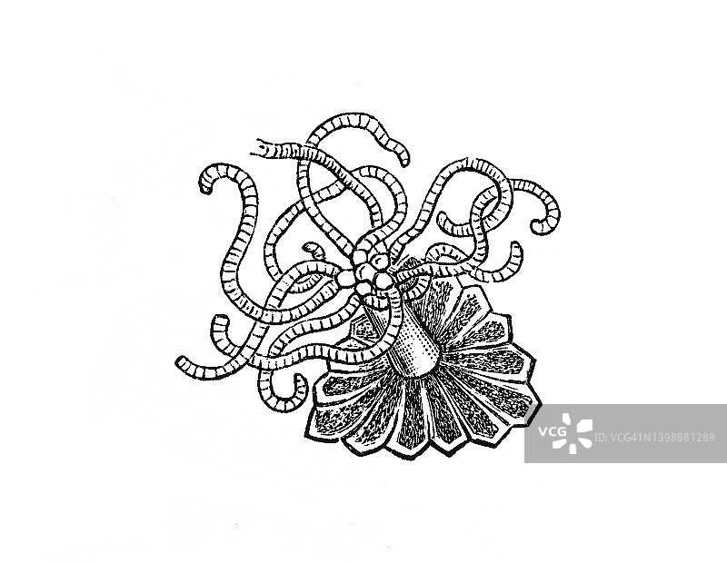 古老雕刻的藻类插画图片素材