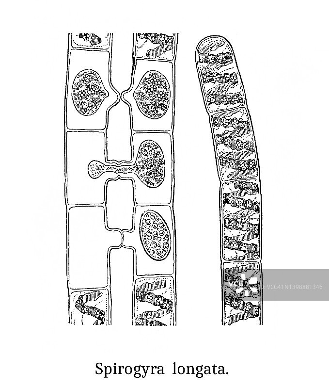 水绵藻类古版画插图：漂浮在淡水顶部的团块图片素材