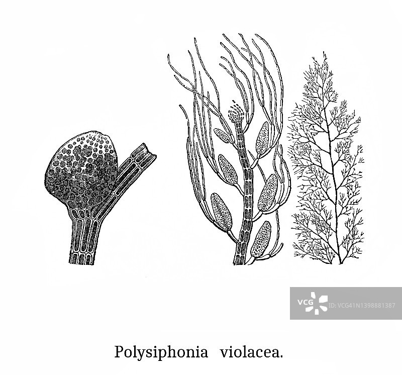藻类古老版画插图-紫杉藻，丝状红藻图片素材