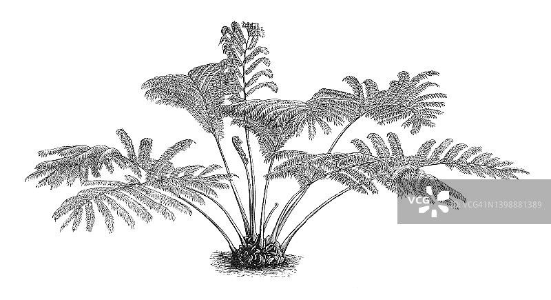 观音座莲蕨古版画插图图片素材