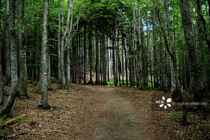林间小路图片素材