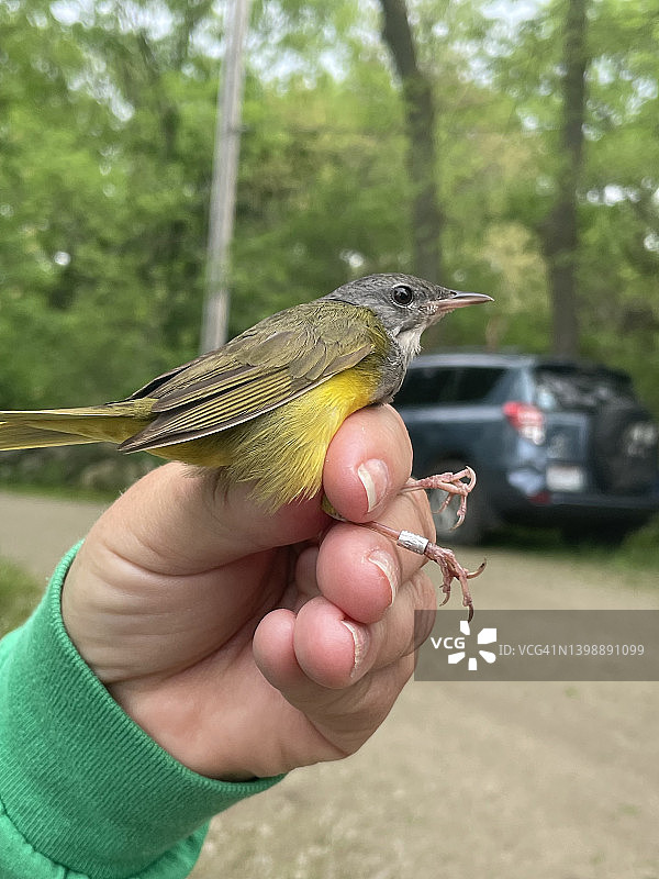 莺类鸟图片素材