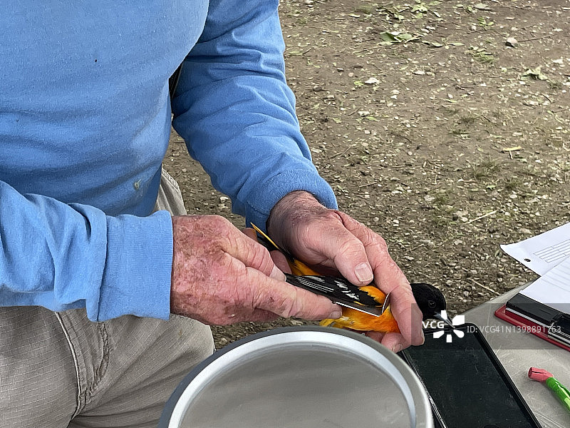 测量中的野生鸟类，准备进行研究图片素材